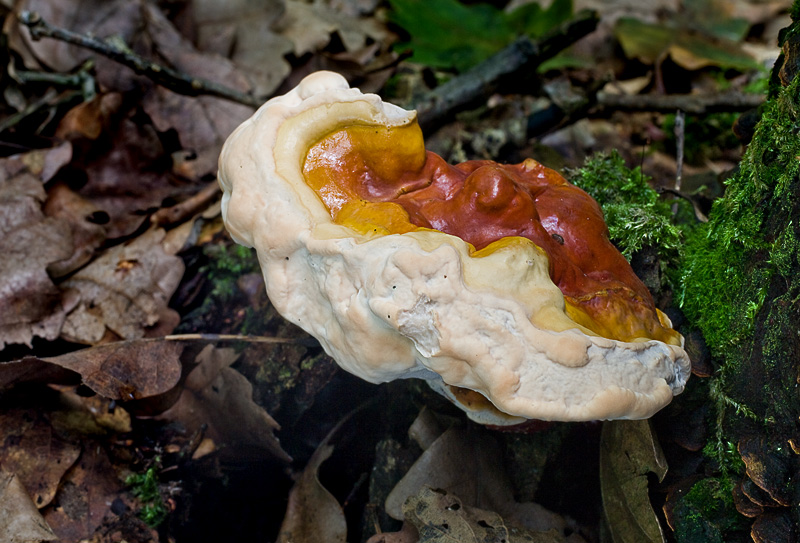 Ganoderma lucidum